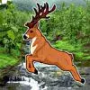 Hidden Deer